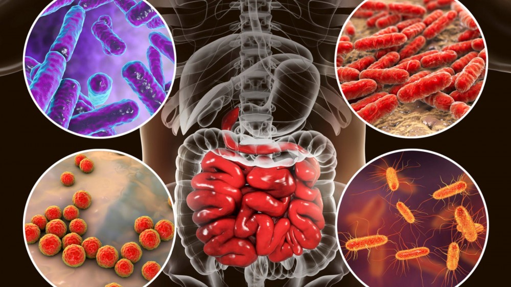 A snapshot graphics of your gut microbiome.