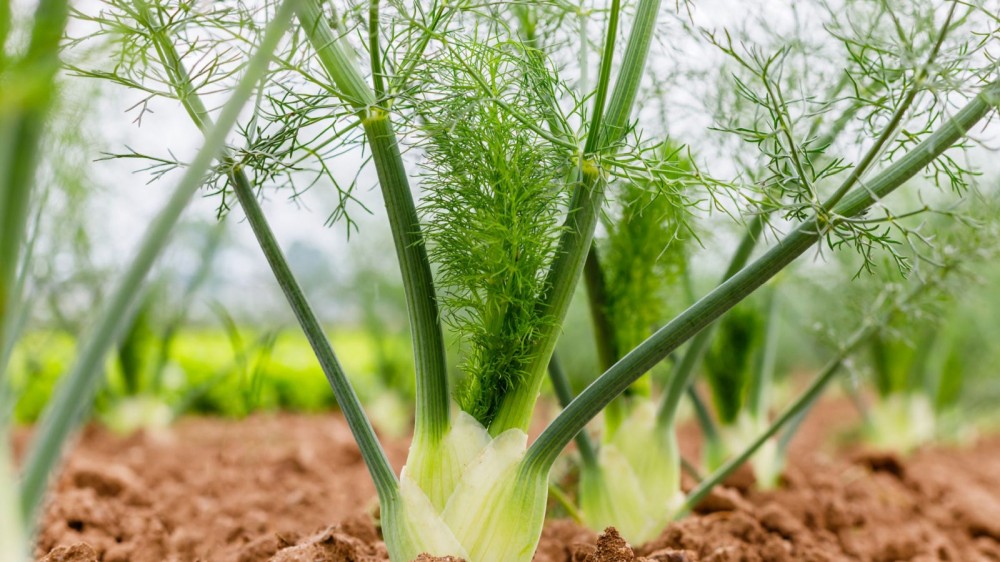 Fennel in the field.