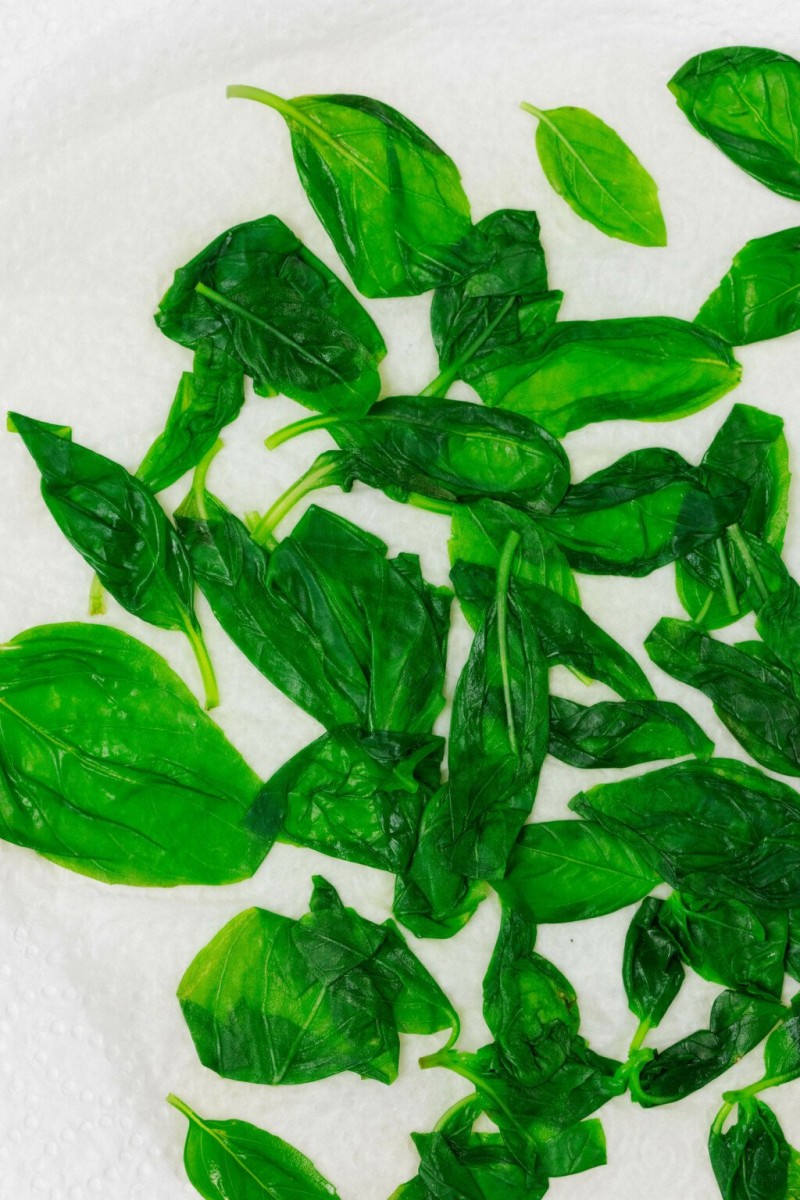 Bright green, blanched basil leaves are drying on a white cloth.